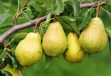 Farming Advice and Folklore: Coffee Filter Drainage, New Fruit Stems, and Managing Manure Image